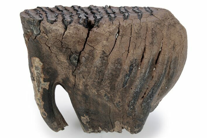 Baby Mammoth Molar - Siberia #269752